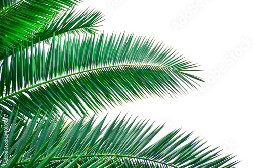 Palm leaves isolated on white background