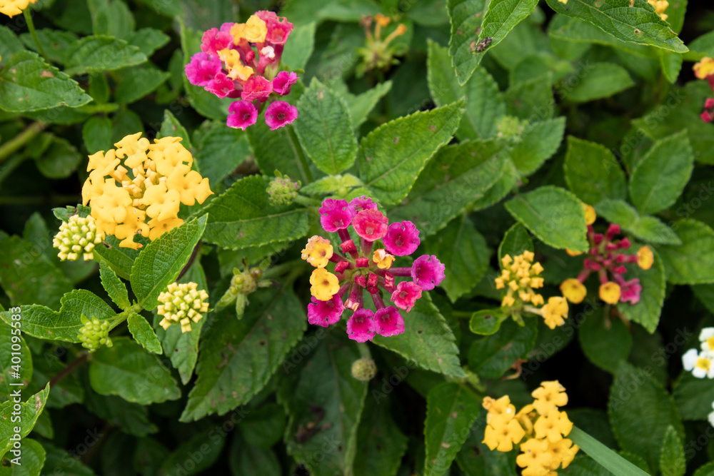 Small yellow and pink flowers of lantana camara Small yellow and pink flowers of lantana camara
