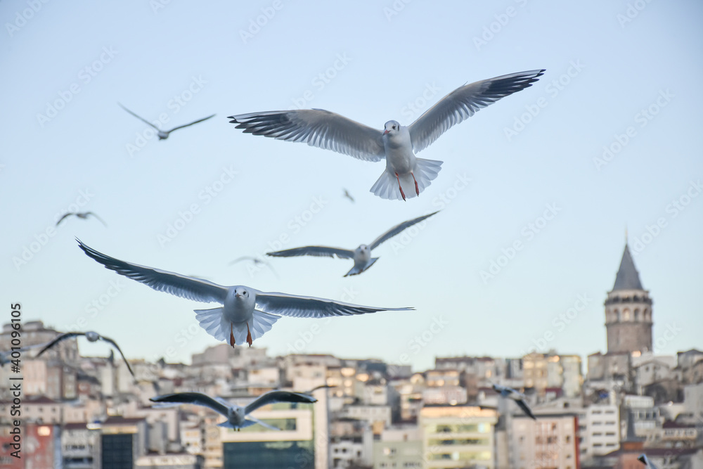 Group of wild seagulls, which flying against blue sky. Panoramic view of Famous tourist place Galata tower seem between old traditional buildings with seagulls on the front, Istanbul, Turkey Group of wild seagulls, which flying against blue sky. Panoramic view of Famous tourist place Galata tower seem between old traditional buildings with seagulls on the front, Istanbul, Turkey