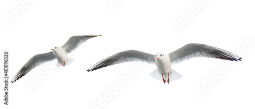 Two Seagulls flying isolated on white background