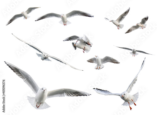 Set of flying seagulls isolated on white background.