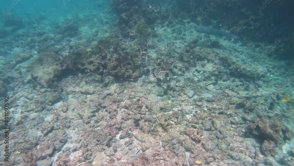 A small grey shark with white on the tip of its fins is swimming close to a coral reef in a turquoise, paradisiac and clearwater ocean of the Galapagos islands. A small grey shark with white on the tip of its fins is swimming close to a coral reef in a turquoise, paradisiac and clearwater ocean of the Galapagos islands.