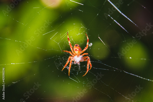 Orange Spider on a Web 