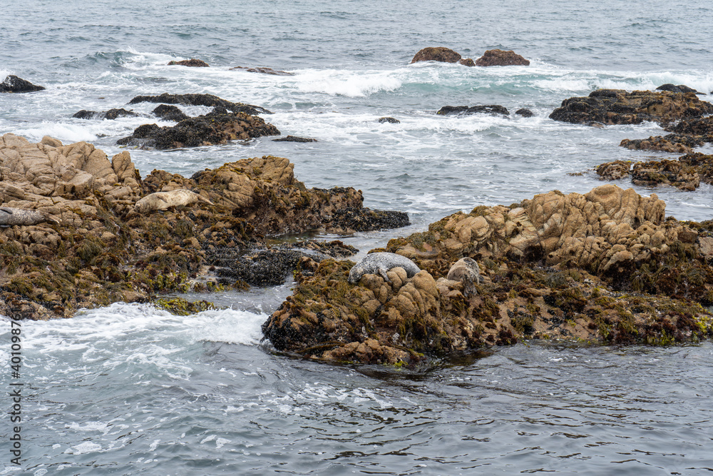 Seals rest on rock in 17 miles drive monterey bay California