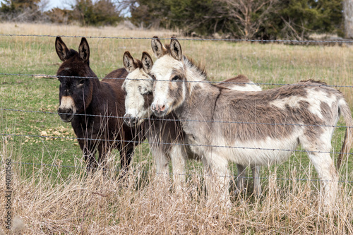 A group of brown and white donkeys standing next to a wire fence