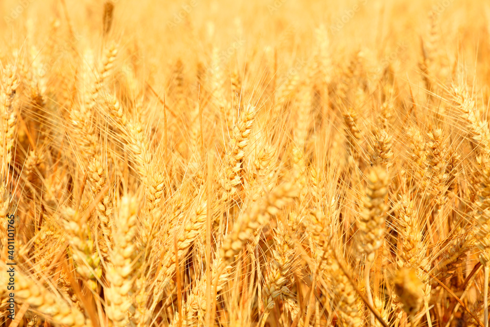 The mature wheat