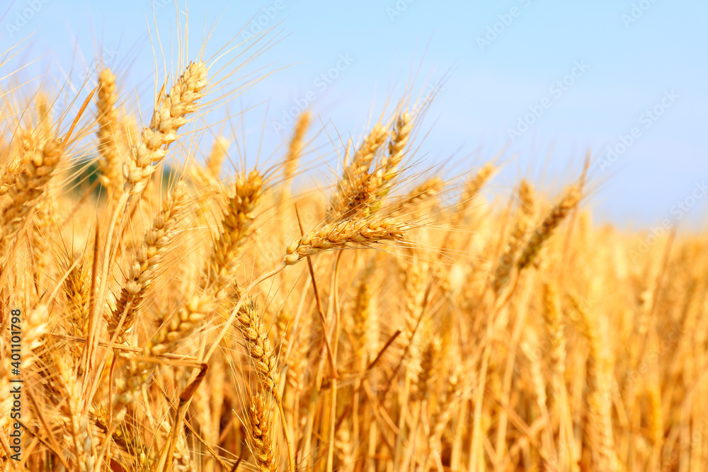The mature wheat The mature wheat
