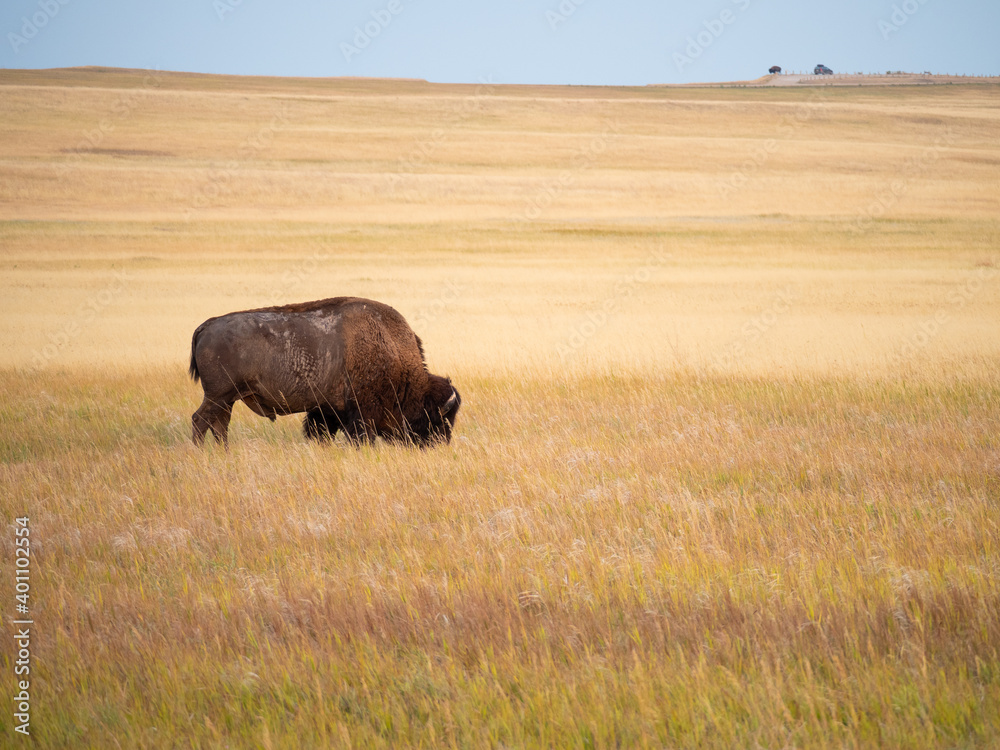 American Bison Grazing on dried mixed grass prairie in Badlands National Park in South Dakota