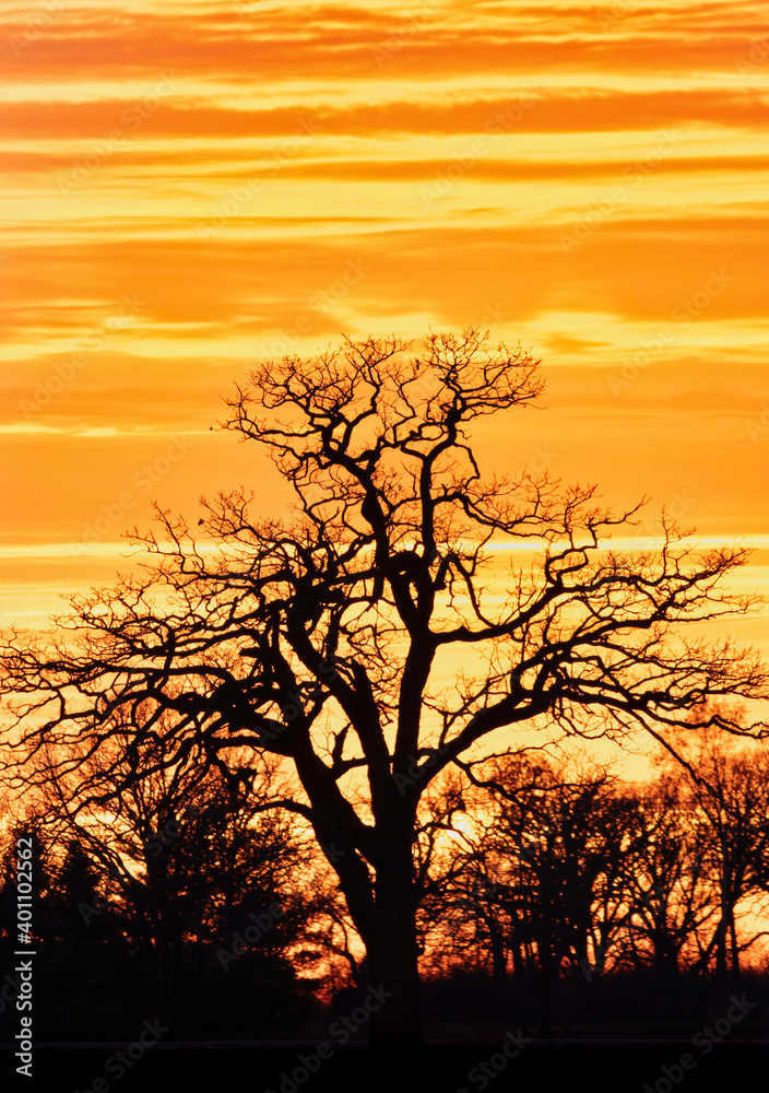 Oak Tree Silhouetted on a Brilliant Sunset Sky