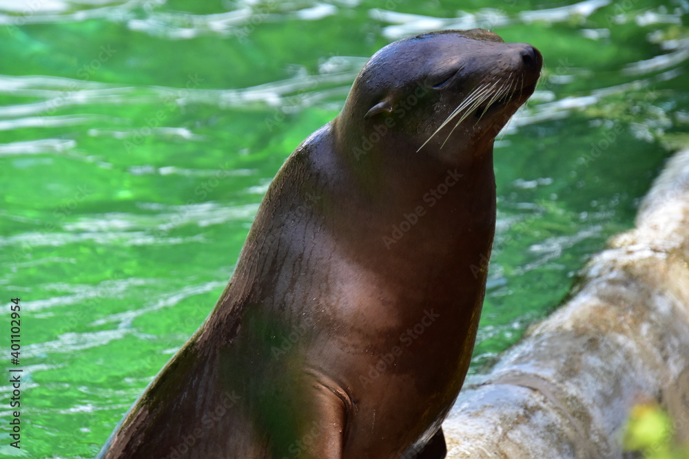 Fototapeta premium sea lion resting on a rock