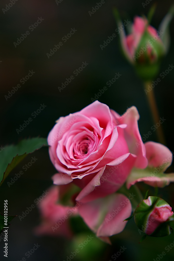 pink rose with drops