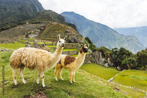 Llamas in Machu Picchu, Peru