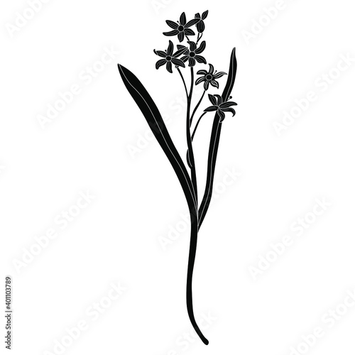 Mercury Bluebell flower. (Scilla). Vintage style. Black and white silhouette.