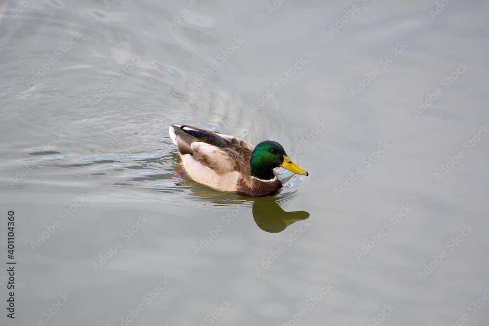 Obraz premium 頭部が緑色の雄のマガモ