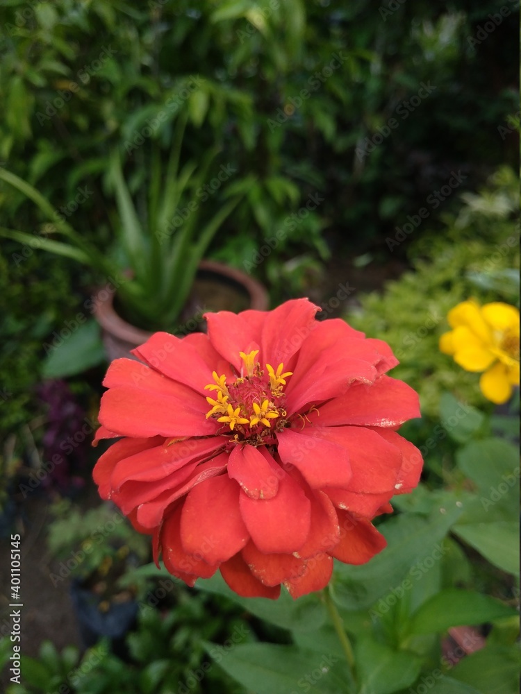 Obraz premium red dahlia flower