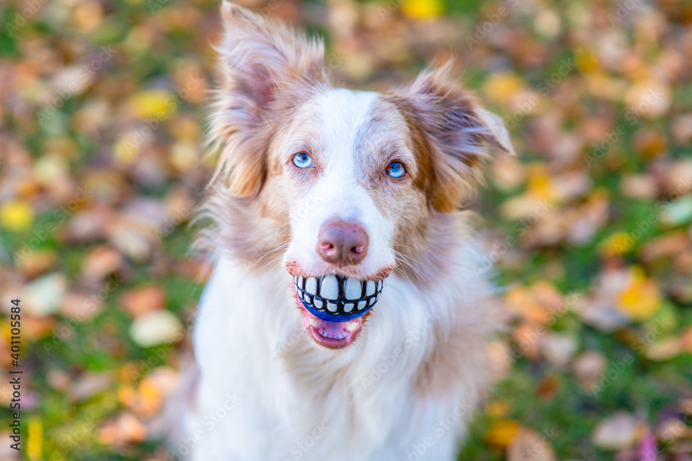 Funny Border collie holds funny ball with teeth in it mouth at autumn park