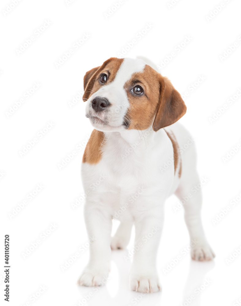 Jack russell terrier puppy stands in front view and looks away and up. Isolated on white background