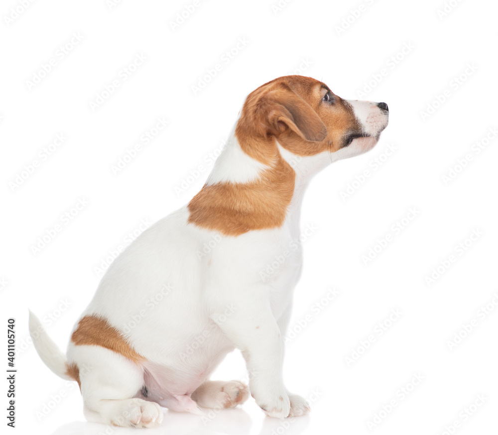 Jack russell terrier puppy sits in profile and looks away and up on empty space. Isolated on white background