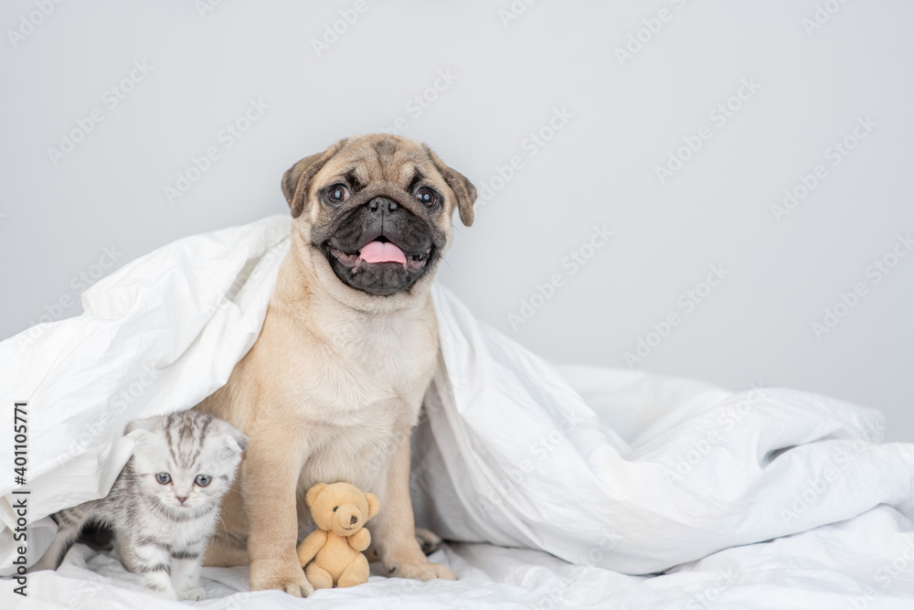 Tabby kitten and Pug puppy sit together under a blanket on a bed at home with favorite toy bear. Empty space for text