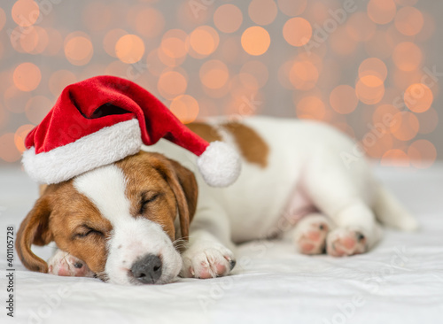 Jack russell terrier wearing red santa's hat sleeps  on a bed with festive background © Ermolaev Alexandr