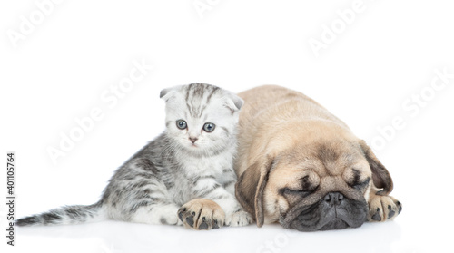 Tabby scottish kitten sits with sleeping Pug puppy.  Isolated on white background © Ermolaev Alexandr