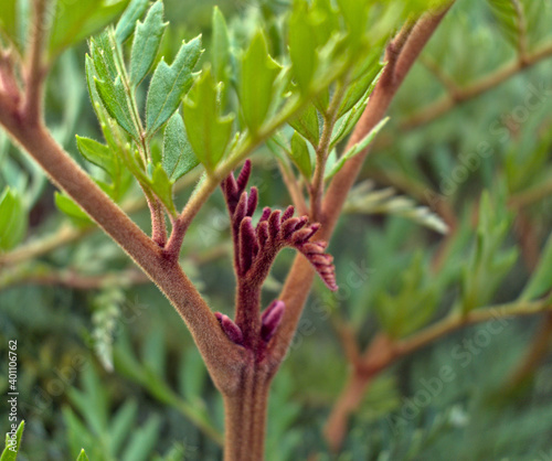 Bello brote de Fuinque (Lomatia ferruginea) creciendo de manera silvestre y libre, con colores y formas muy llamativas y hermosas.  photo