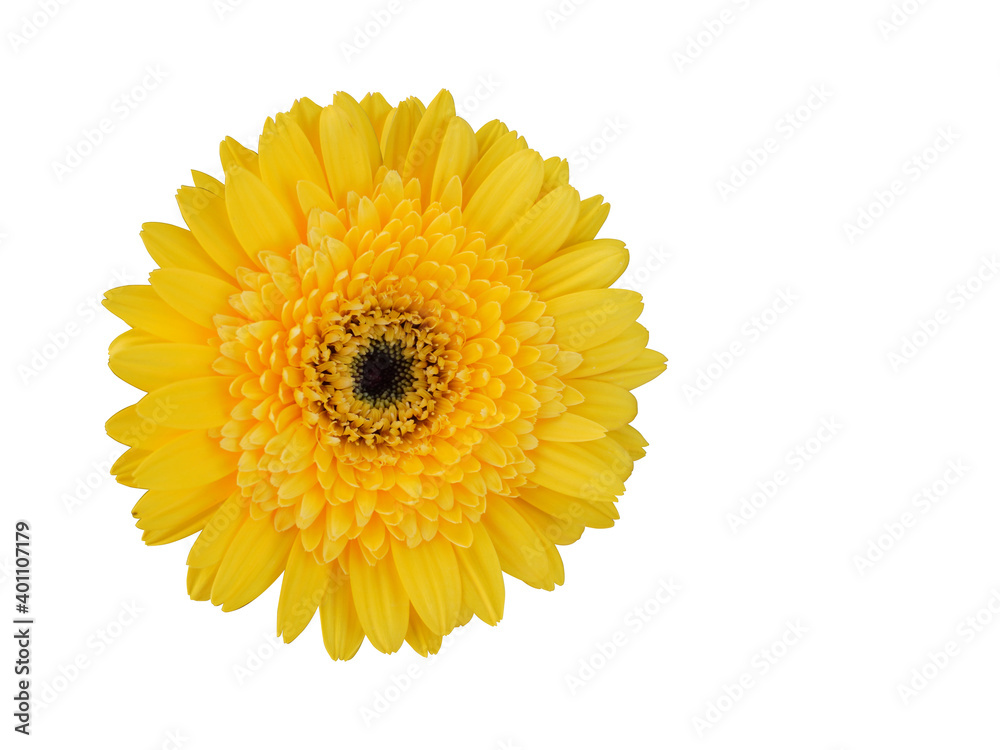 front view beautiful yellow Chrysanthemum on white background, nature, copy space front view beautiful yellow Chrysanthemum on white background, nature, copy space