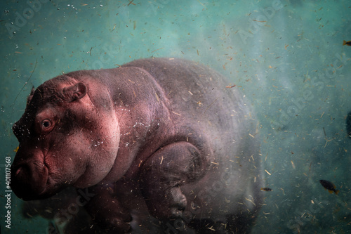 фотографія baby hypo