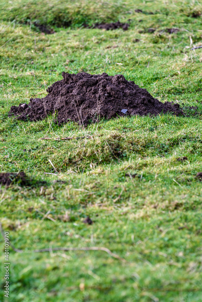 Closeup of damage done by pests, dirt mole hills in a farm's grass pasture, as a background
Closeup of damage done by pests, dirt mole hills in a farm's grass pasture, as a background