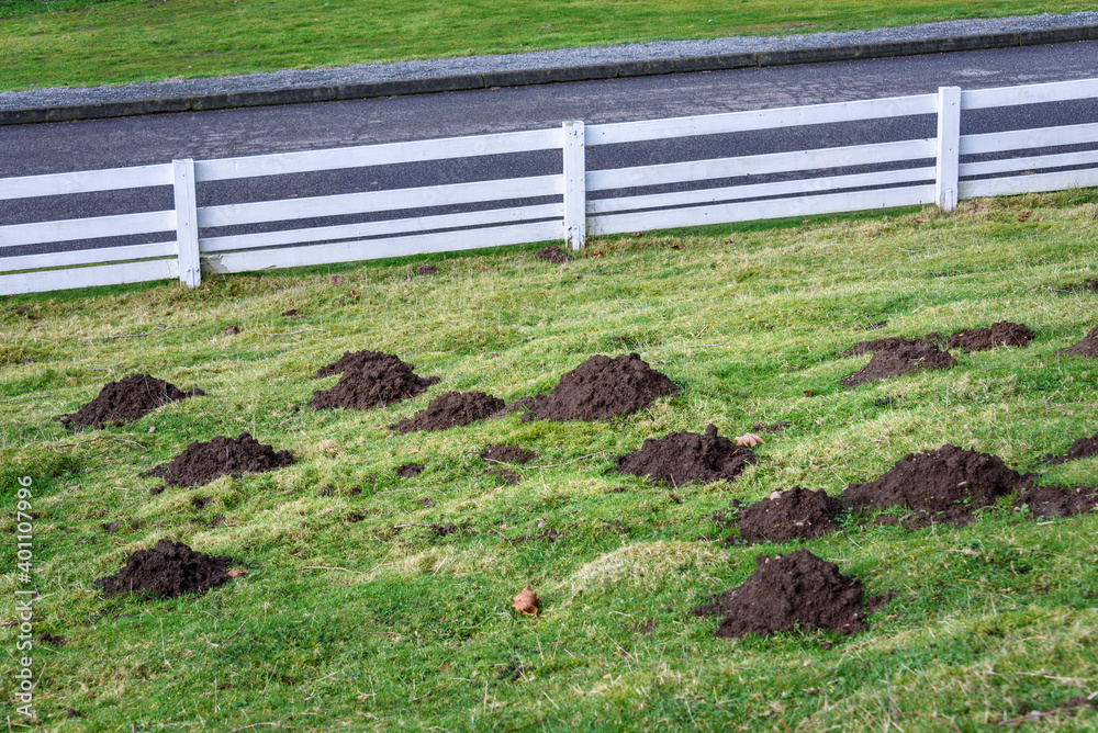 Obraz premium Damage done by pests, dirt mole hills in a farm’s grass pasture, white fence and asphalt drive in the background 