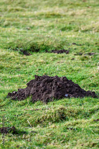 Closeup of damage done by pests, dirt mole hills in a farm's grass pasture, as a background
