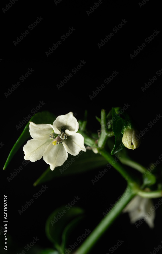 Close up flower of serrano chili pepper plant