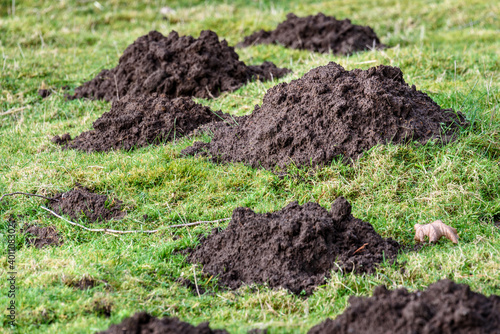 Closeup of damage done by pests, dirt mole hills in a farm's grass pasture, as a background
 photo