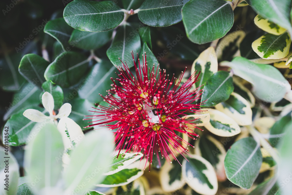 native new zealander metrosideros thomasii Christmas bush plant outdoor