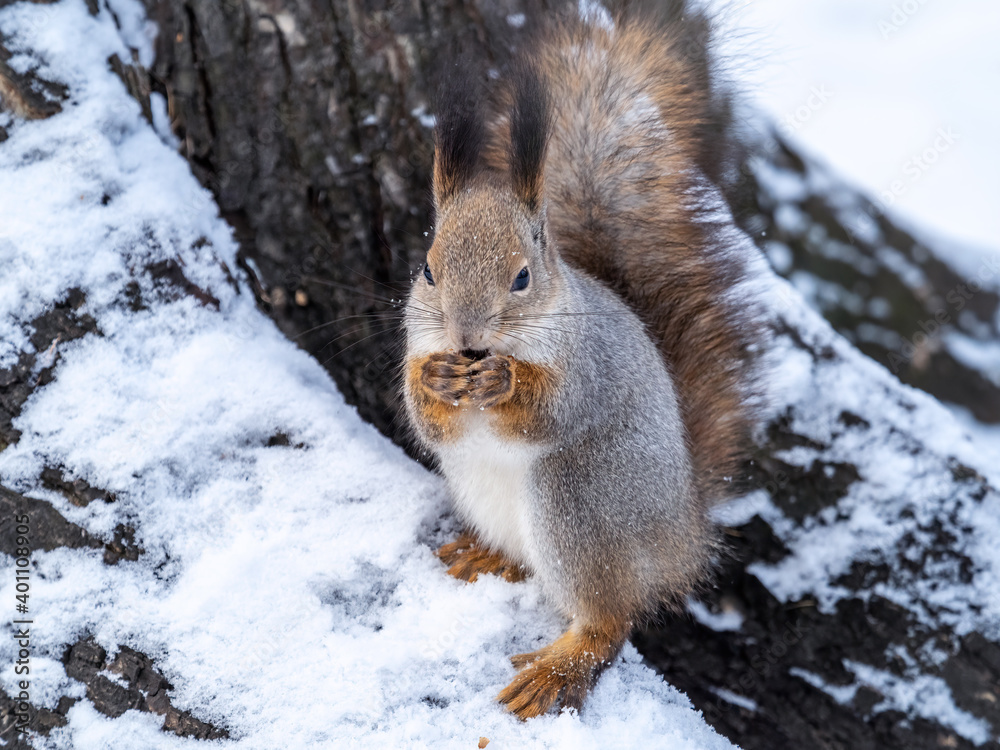 The squirrel sits on white snow with nut in winter. The squirrel sits on white snow with nut in winter.