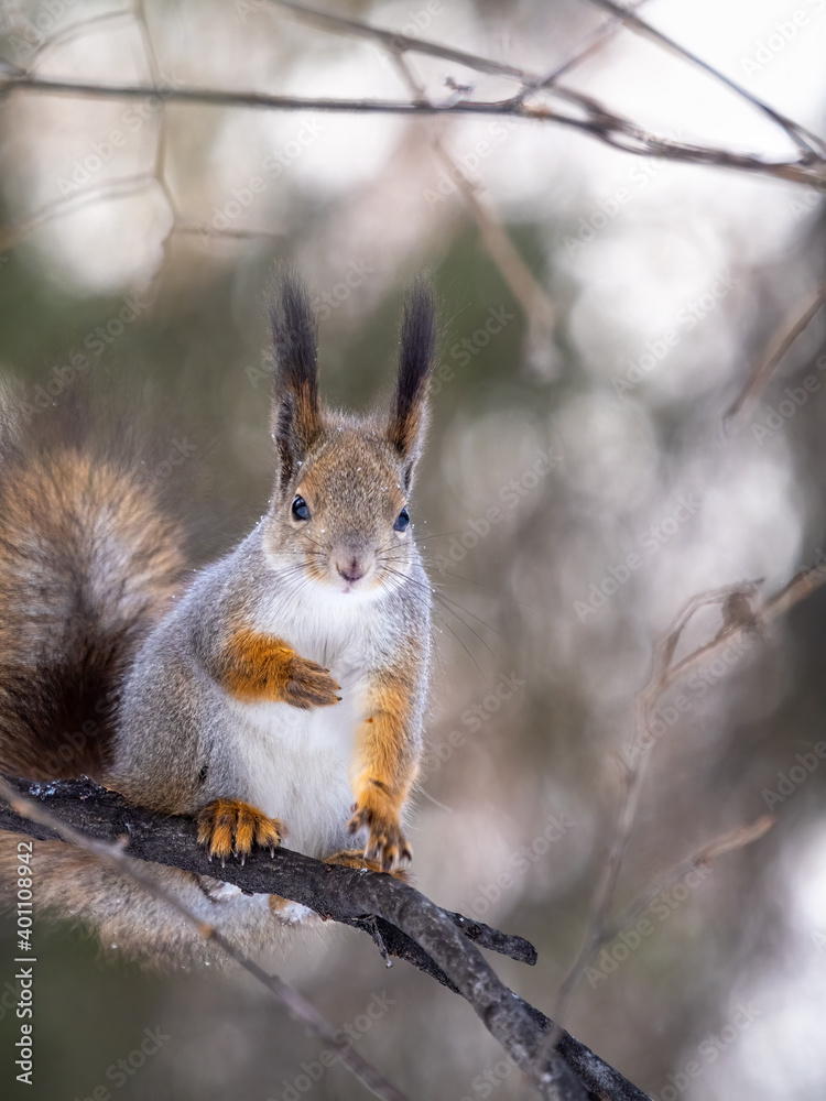 The squirrel sits on tree in the winter or late autumn The squirrel sits on tree in the winter or late autumn