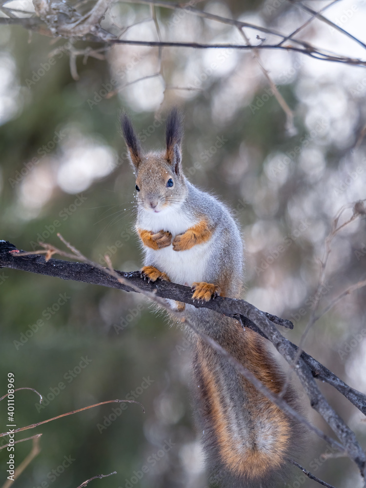 Fototapeta premium The squirrel with great tail sits on tree branches in the winter or autumn