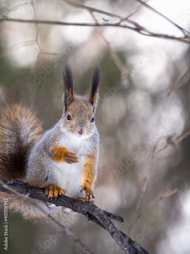 The squirrel sits on tree in the winter or late autumn © Dmitrii Potashkin