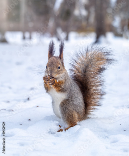 The squirrel funny standing on its hind legs on the white snow