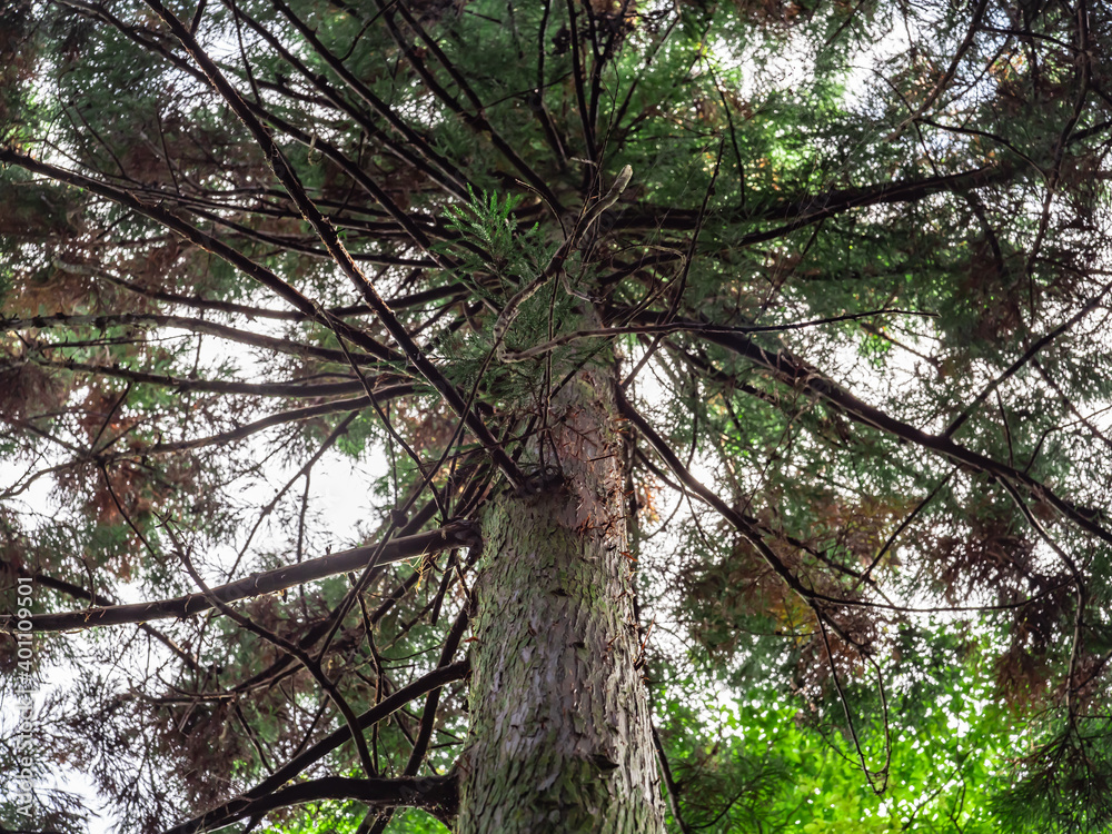 Fototapeta premium 杉の木を見上げる