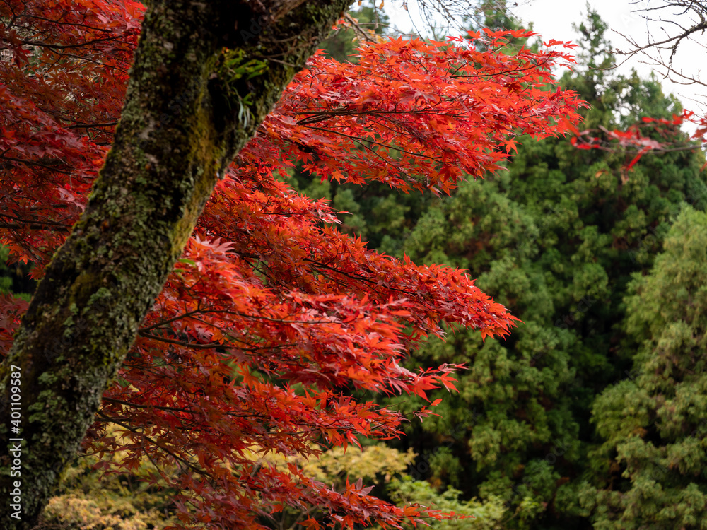 秋の紅葉