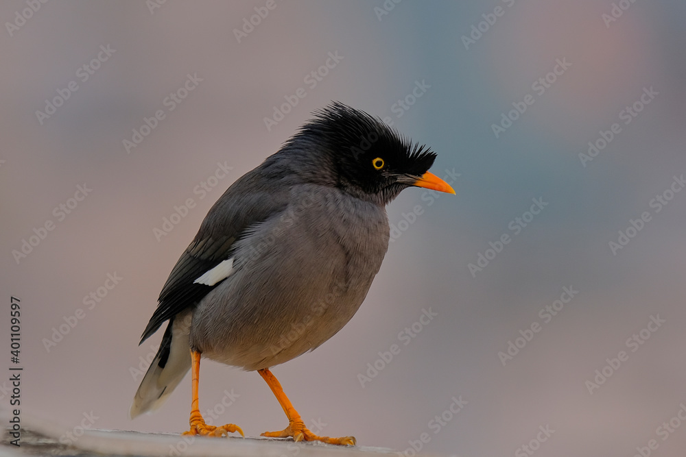 Fototapeta premium Jungle Myna