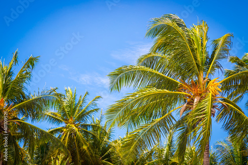 Big tall coconut trees on the beach by the sea