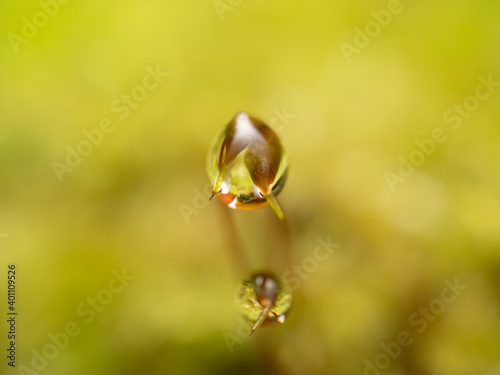 水滴のマクロ写真