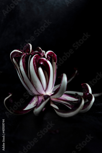 Red Chicory photo