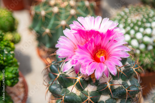 The pink flower of the elephant cactus photo