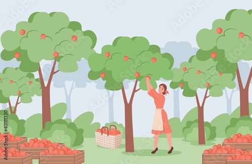 Young woman in red dress and white apron picking red ripe apples from apple trees vector flat illustration. Apple garden with trees and boxes with apple, summer harvest concept.