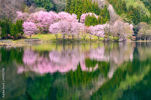 中綱湖の桜