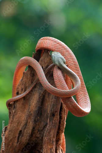 Black-Headed Cat Snake ( Boiga nigriceps ) coiled around tree trunk