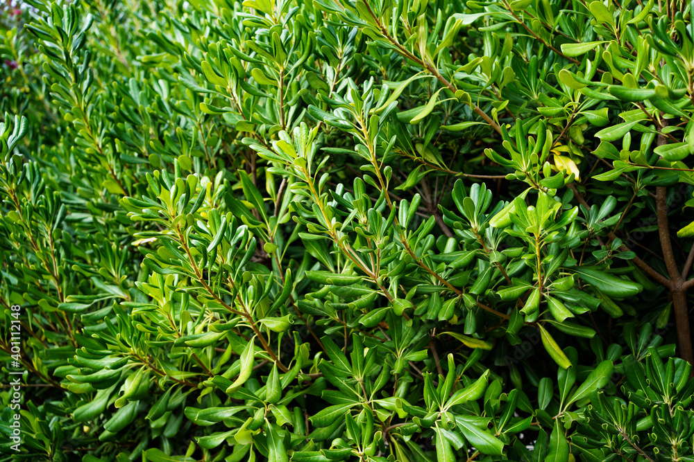 close up. green background with foliage texture. green hedge of evergreen shrubs close up. green background with foliage texture. green hedge of evergreen shrubs